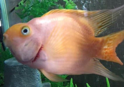 Parrot fish and shop goldfish in one tank